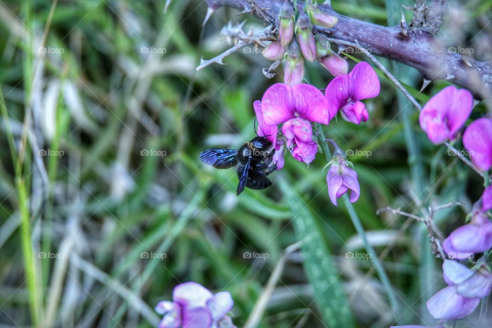 Bee on purple flower