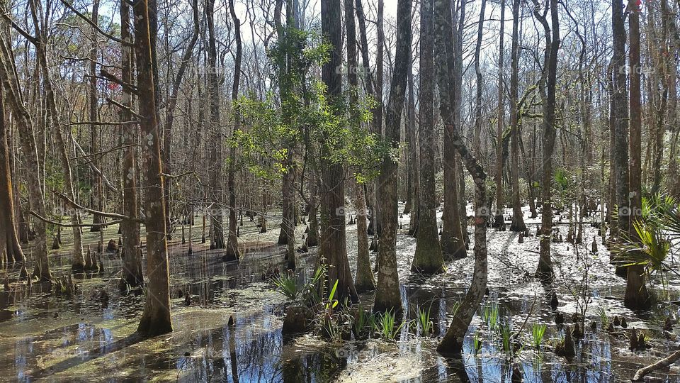 trees in the swampland with cypress knees