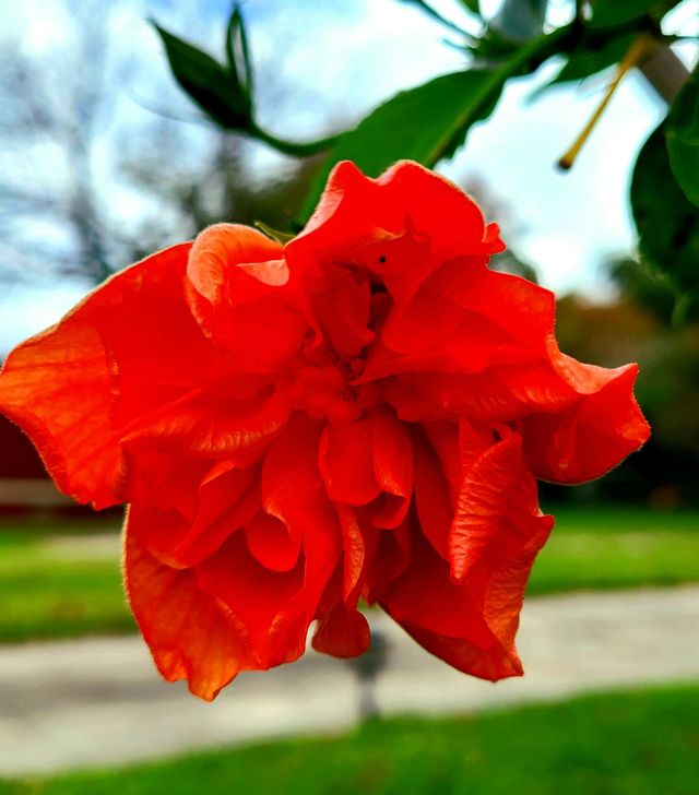 Red Hibiscus