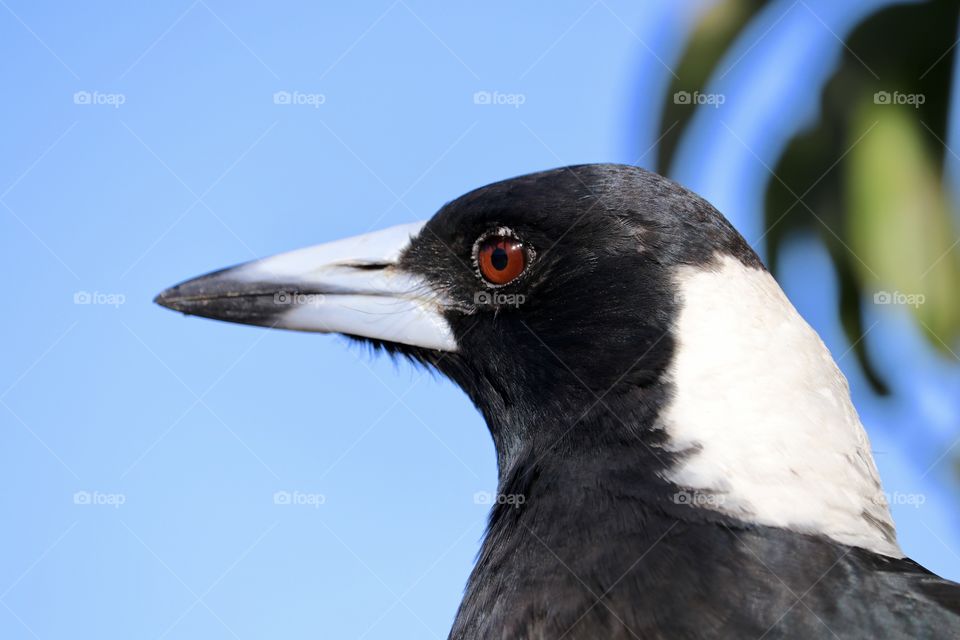 Price close up view magpie bird