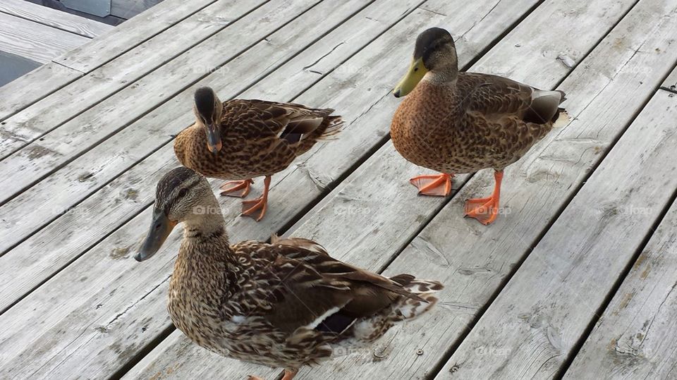 Ducks on a deck