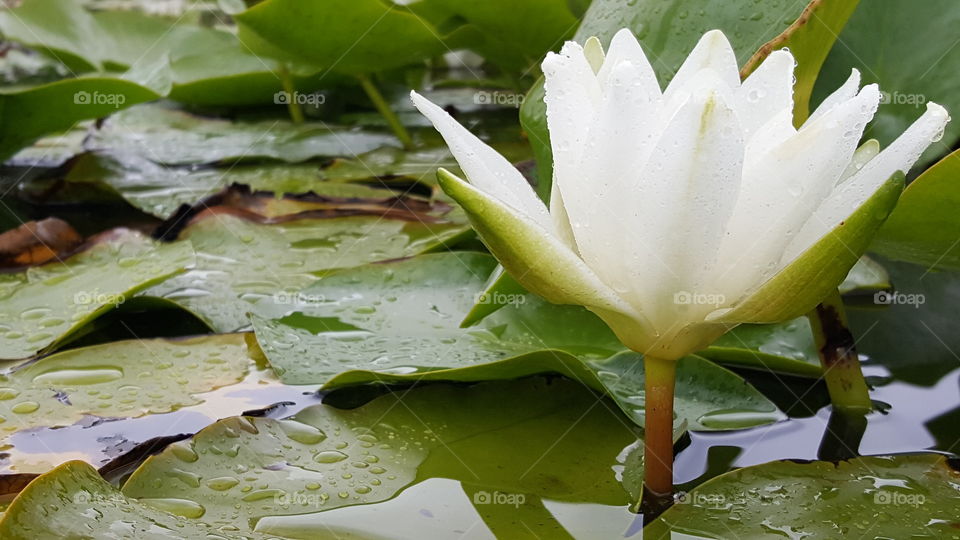 Water lily under rain