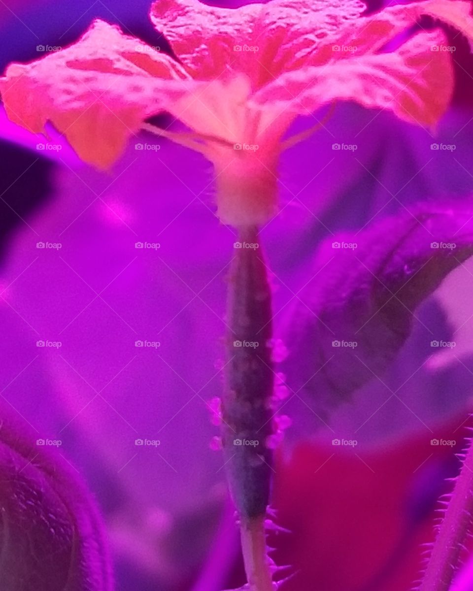 Cucumber in Grow Light