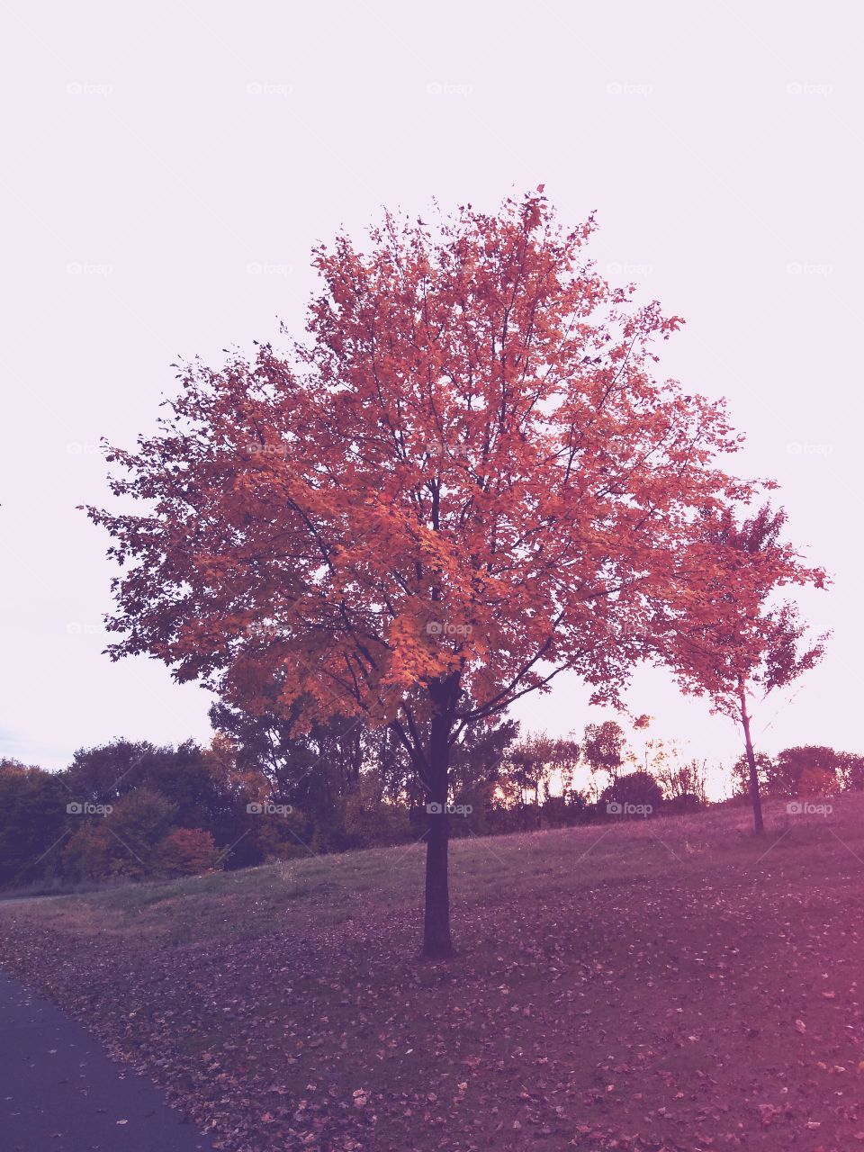 Tree, Fall, No Person, Landscape, Leaf
