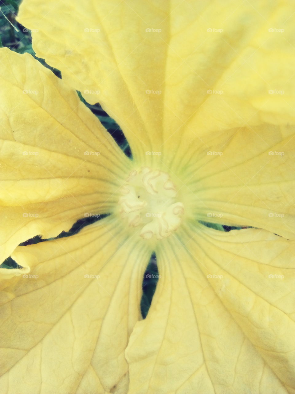 Yellow flower from Bangladesh