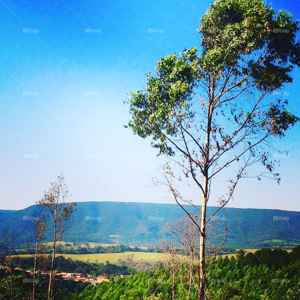 A lonely and bucolic tree with the Serra do Japi in the background, in Brazil.  What a photograph, friends! / Uma solitária e bucólica árvore com a Serra do Japi ao fundo, no Brasil. Que fotografia, amigos!