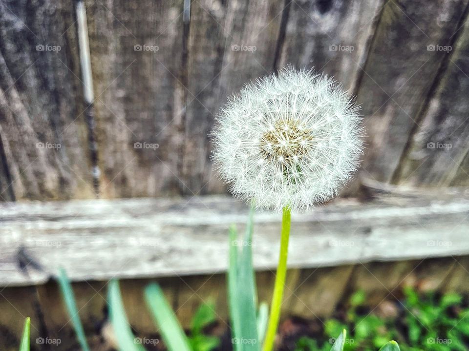 Fluffy dandelion seeds  