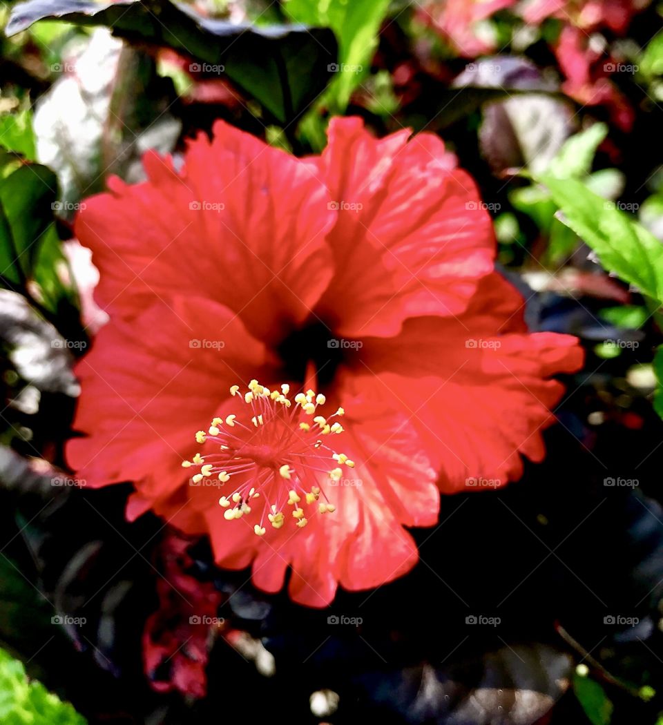 Red hibiscus flower 