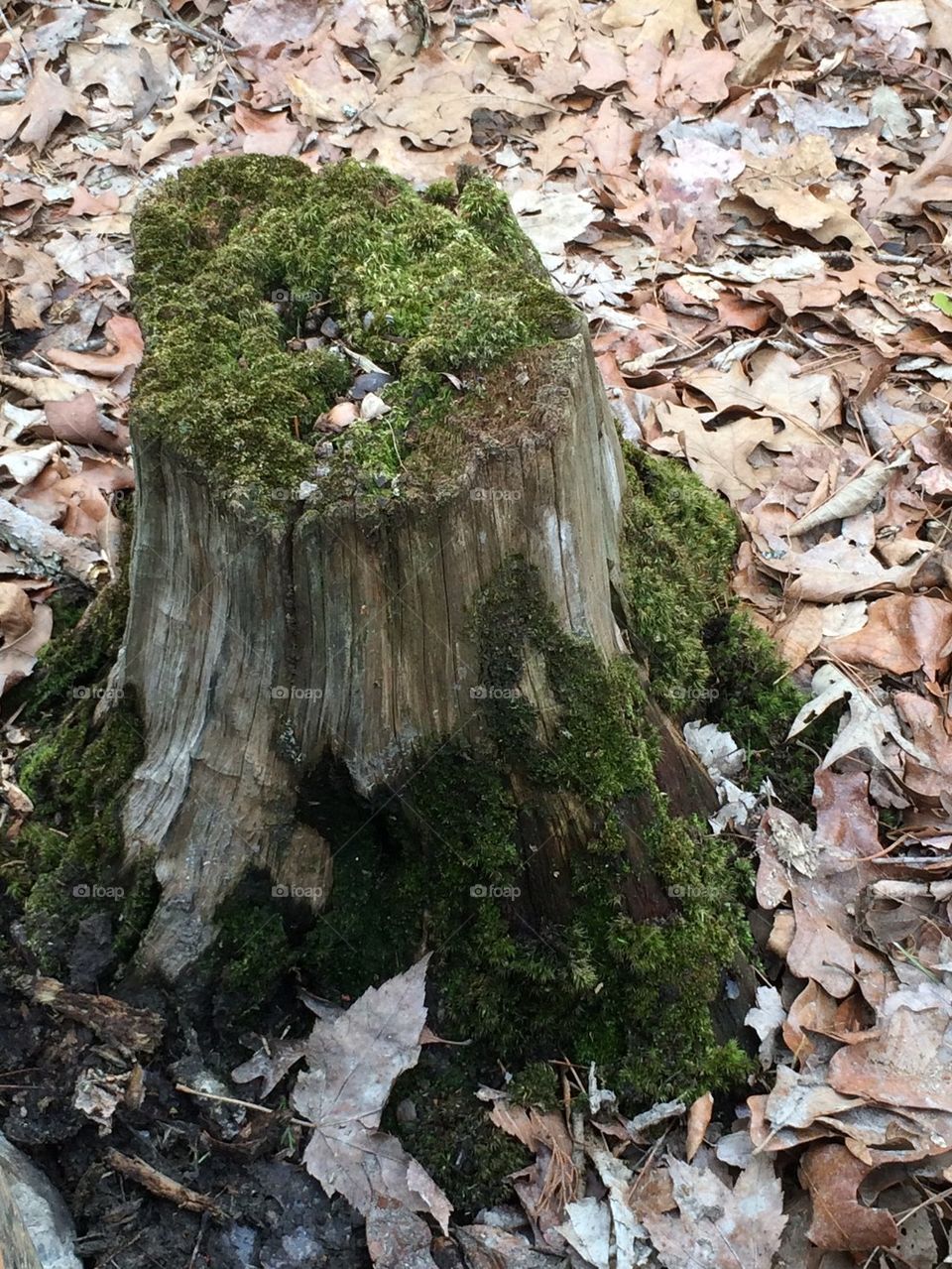 Tree stump 