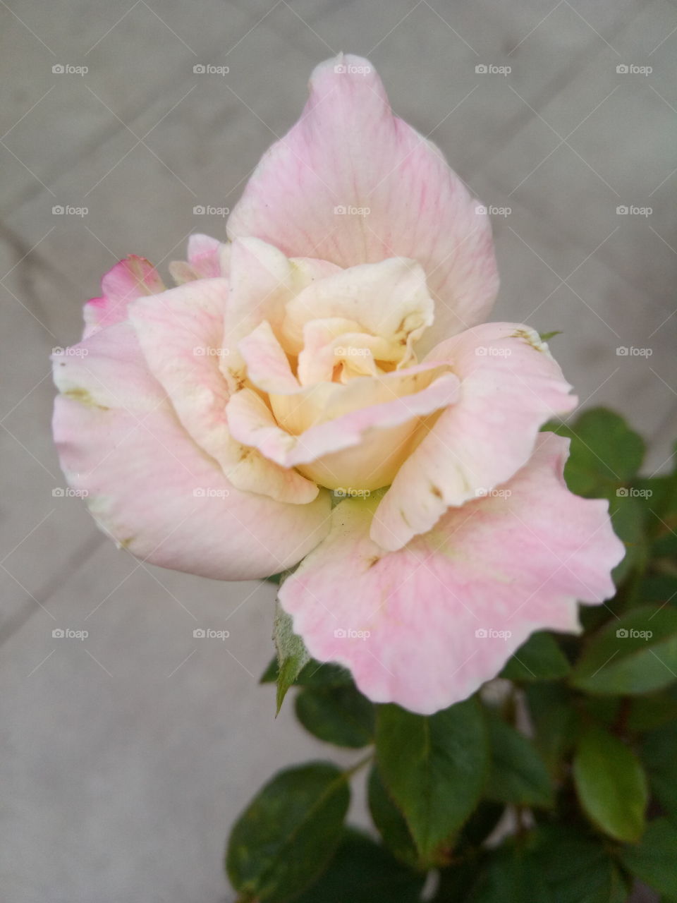 nice rose