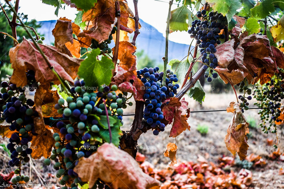Vineyard in Kijevo, Croatia