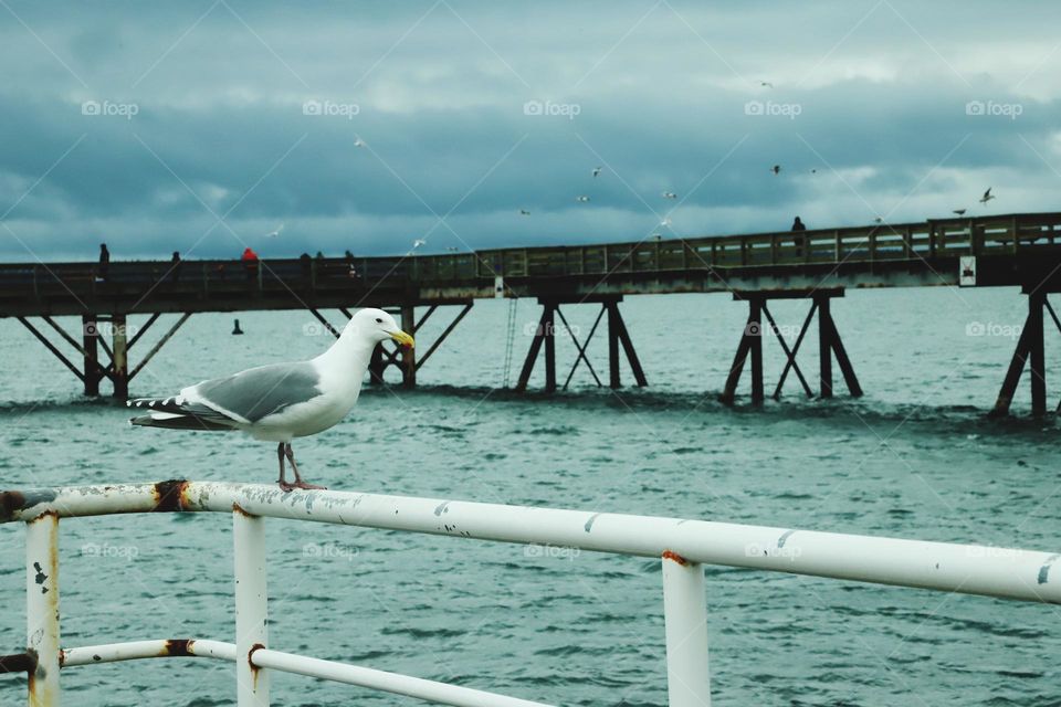 Seagull perched on a fence