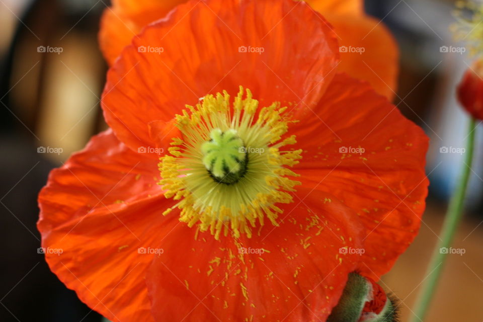 Orange poppy