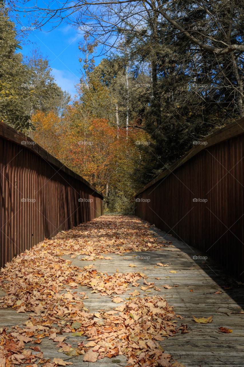 Bridge and leaves