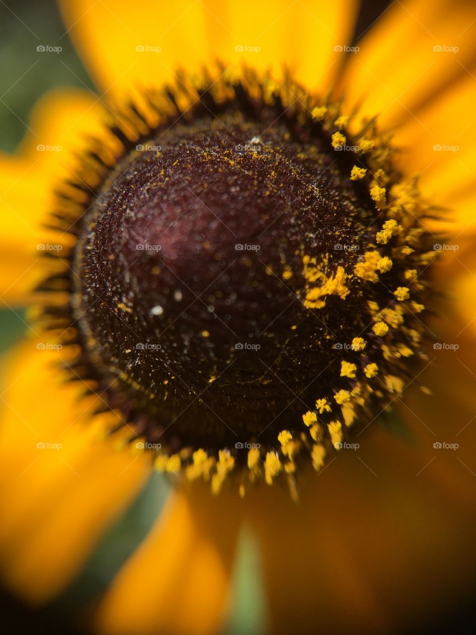 Pollen closeup