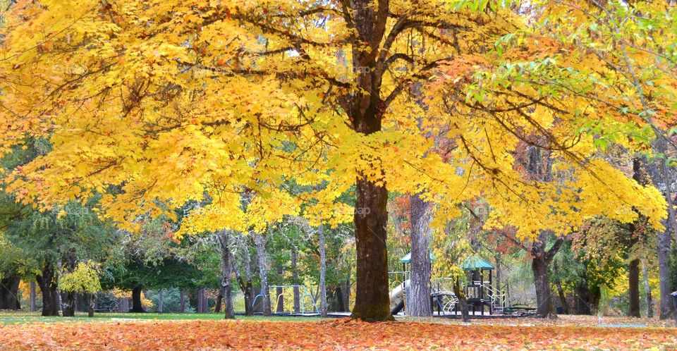 Autumn trees in park