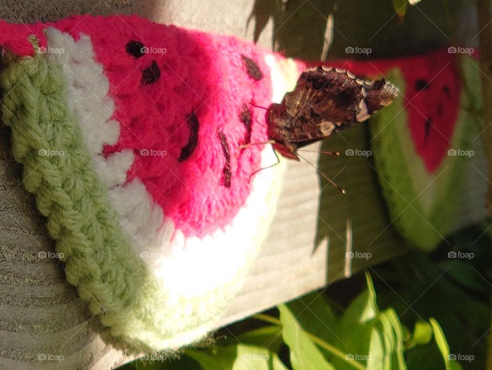 Butterfly on nu crochet watermelon