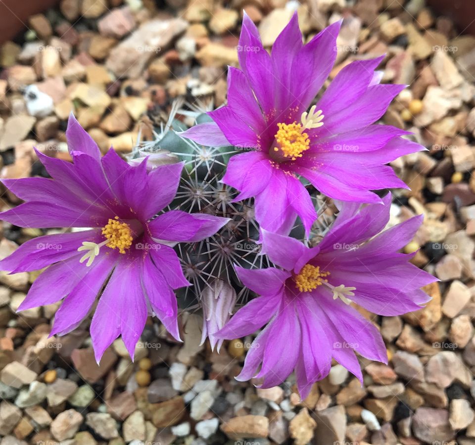 Cactus flowers in Thailand 