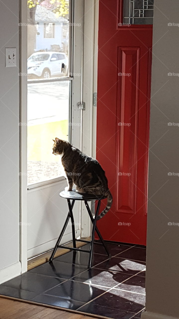 cat on a stool