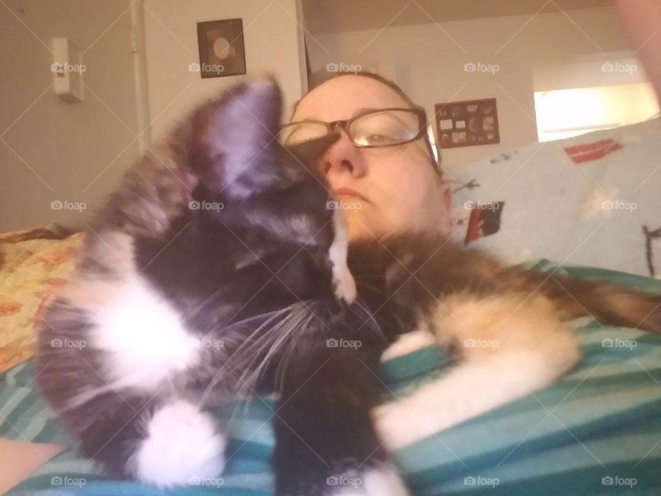 tortoise shell kitten on her human