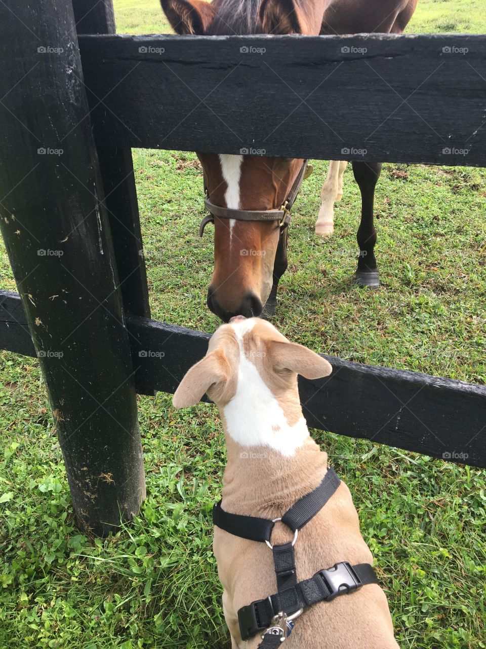 Dog meets horse Lexington Kentucky 