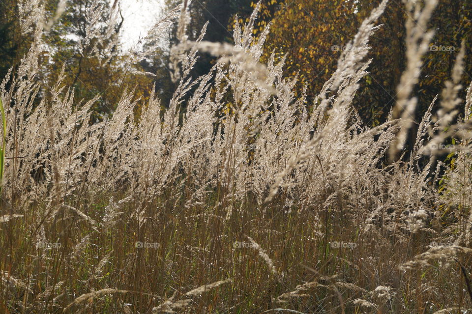 Освещённые солнцем