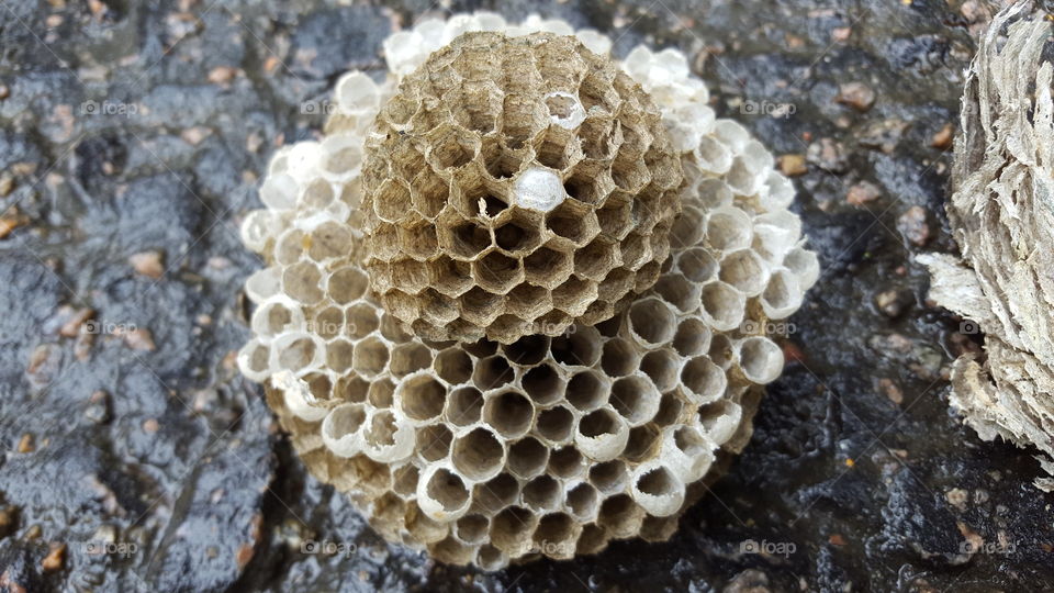 Wasps nest