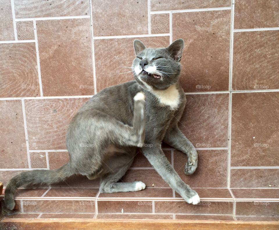 Thai cat . Gray cat 