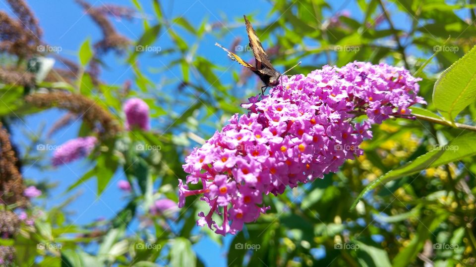 Butterfly on pink flower