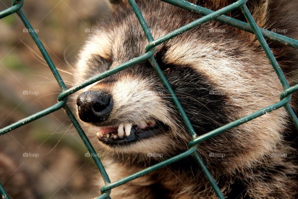 Angry roacoon behind a fence