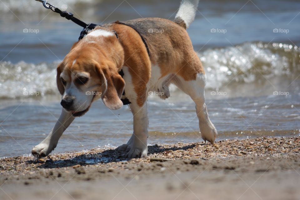 Beagle taking a walk in the sand