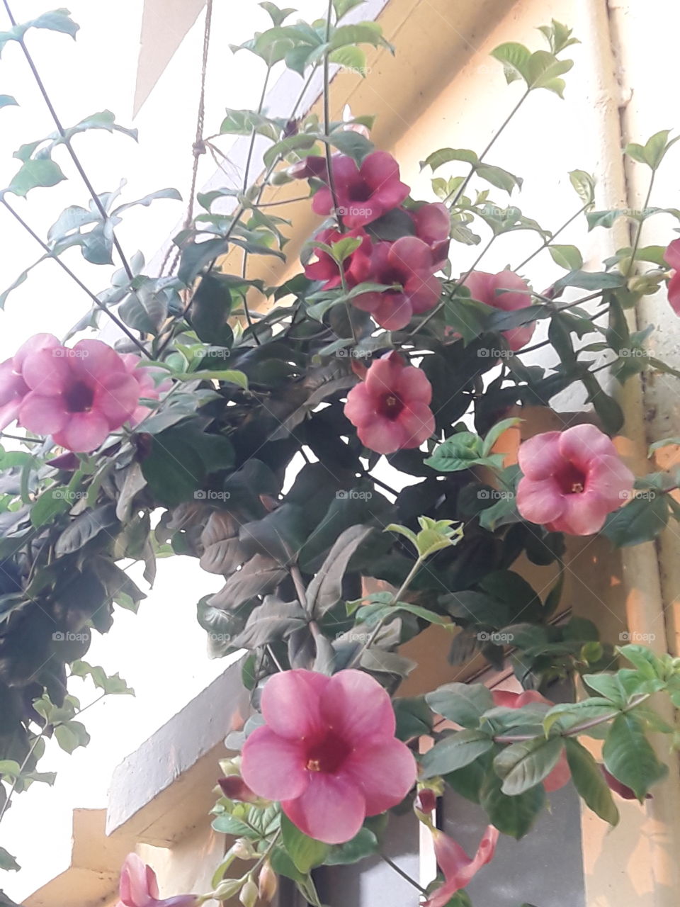 beautiful morning glory flowers