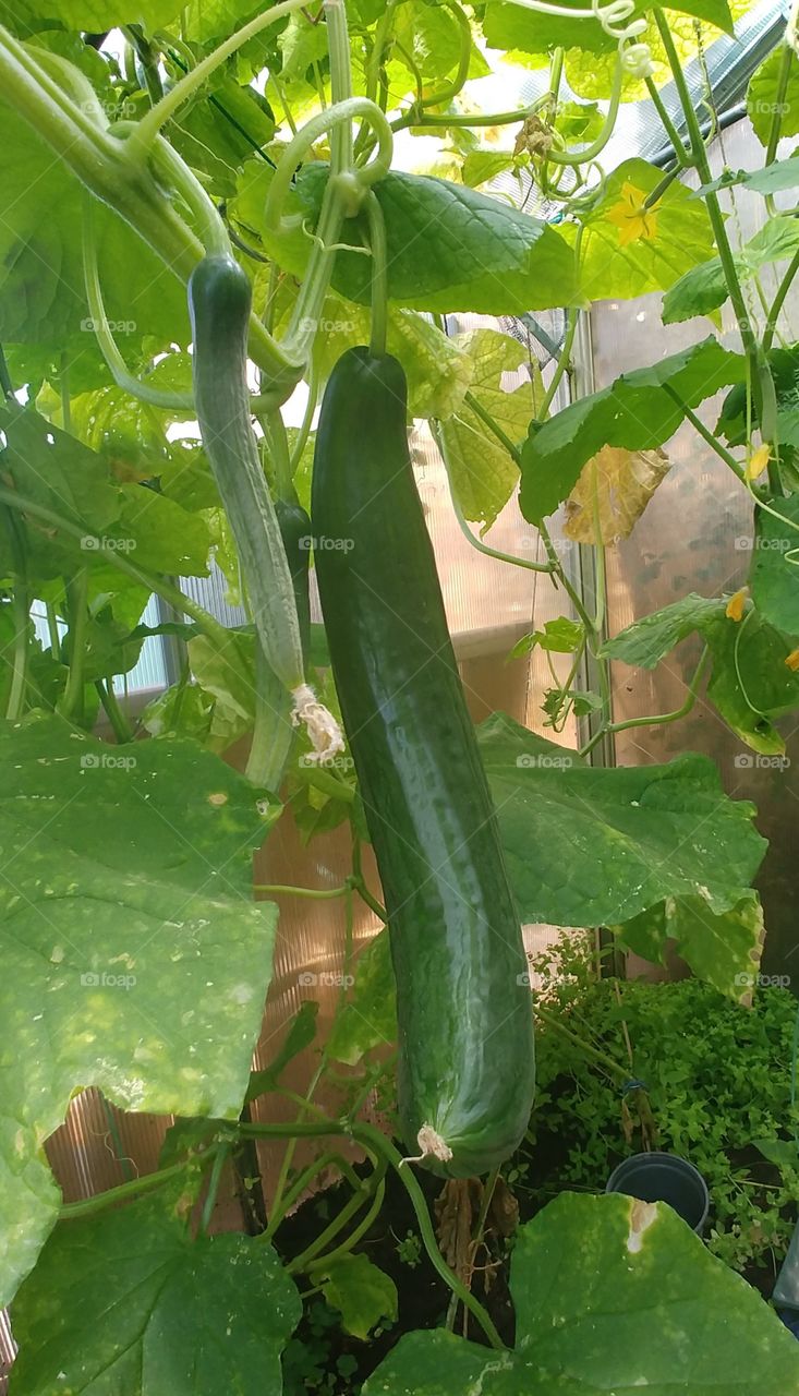 Gurke Gewächshaus Sommer frisch hrün bio