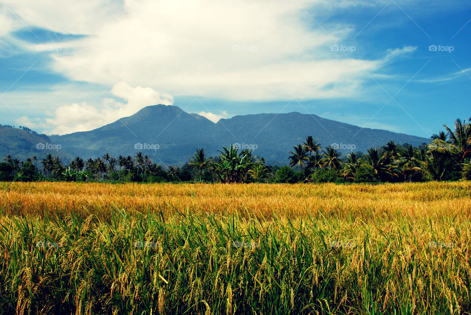 Rice Farm, Padang, West Sumatra, Indonesia