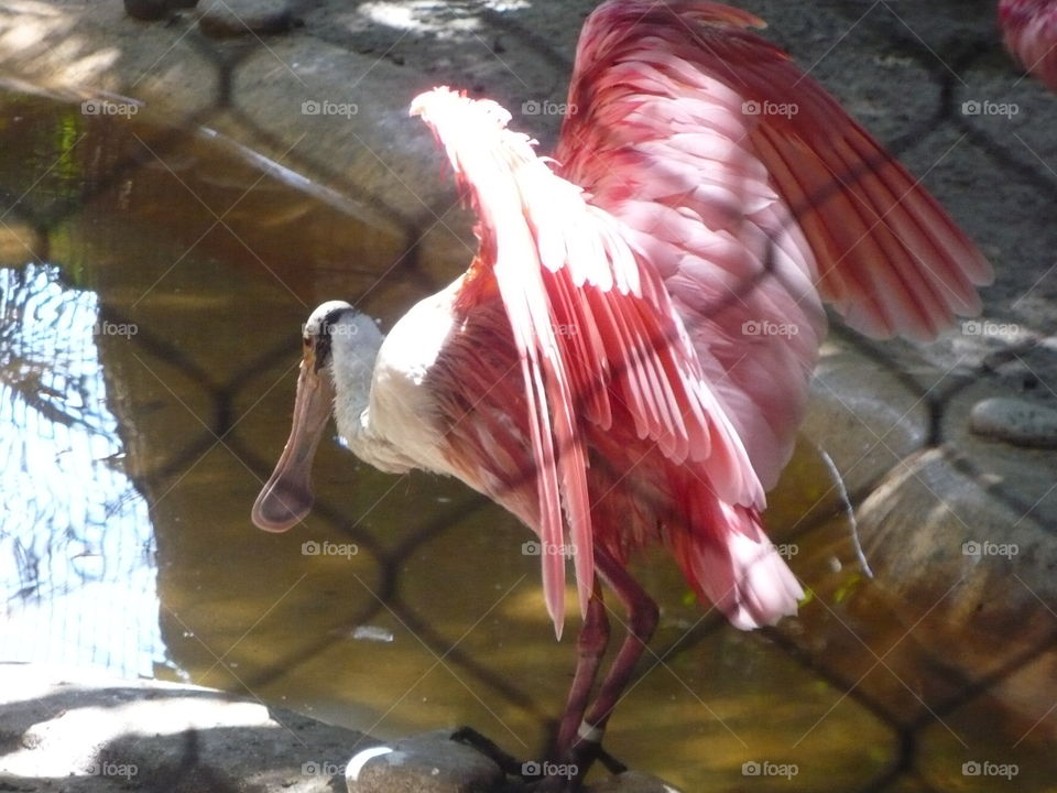 ROSEATE SPOONBILL SHOWING ITS COLORS