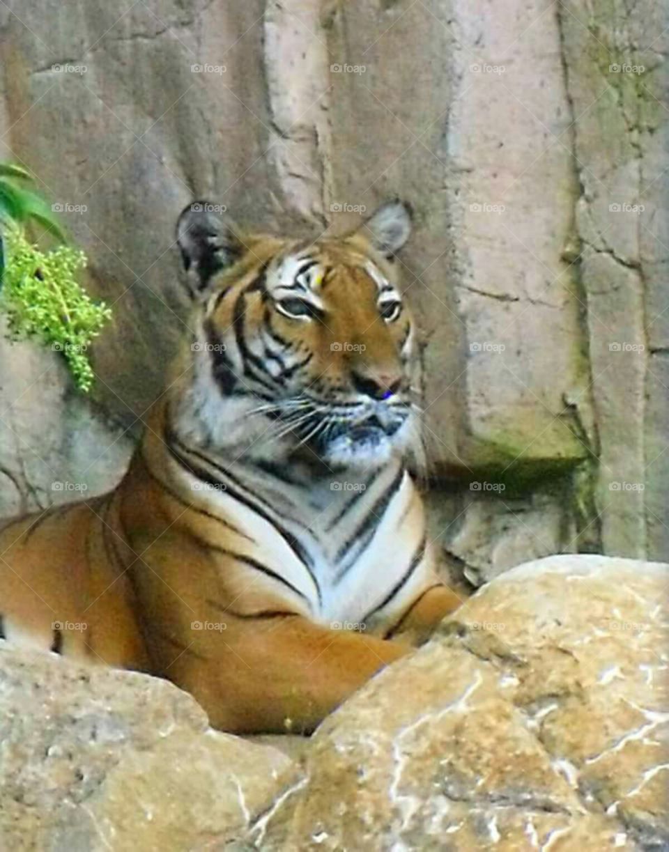 beautifully posed tiger