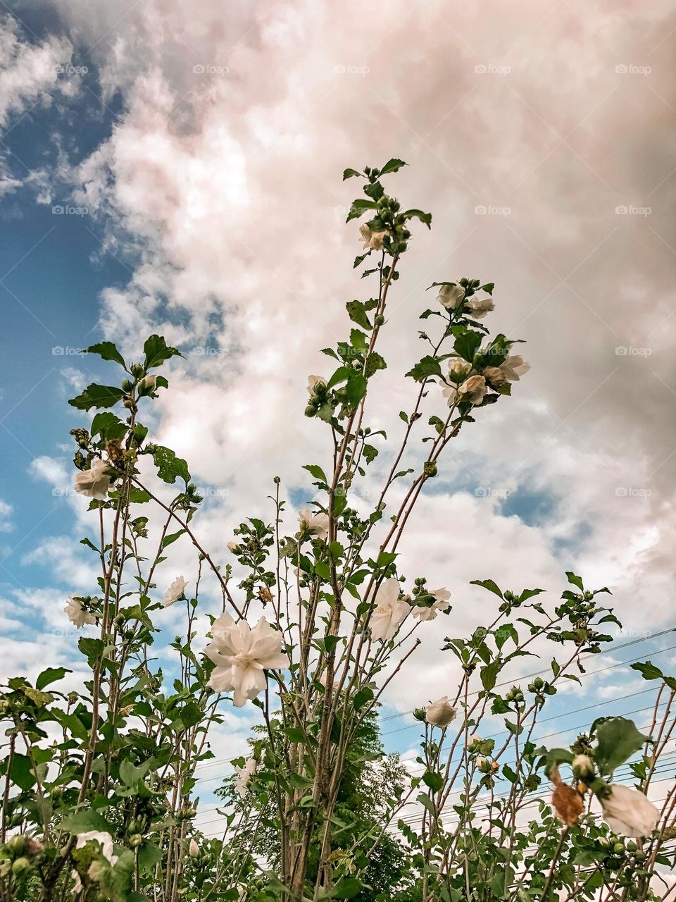 White flower with beautiful sky