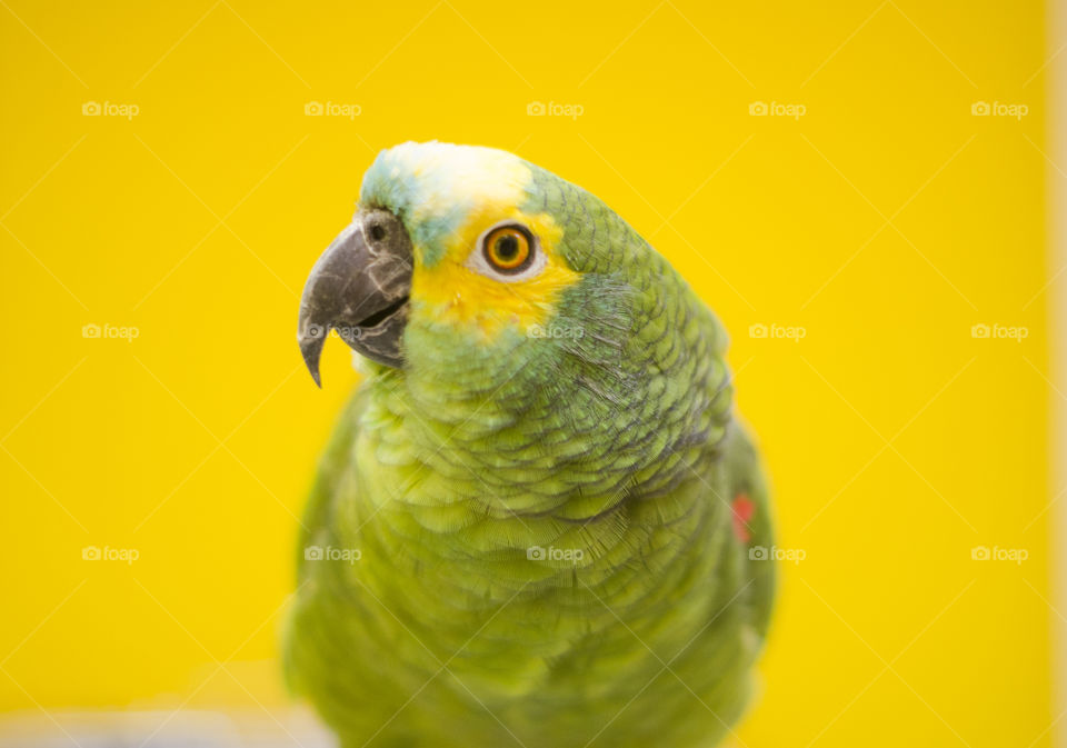 Photo of a parrot against yellow background 