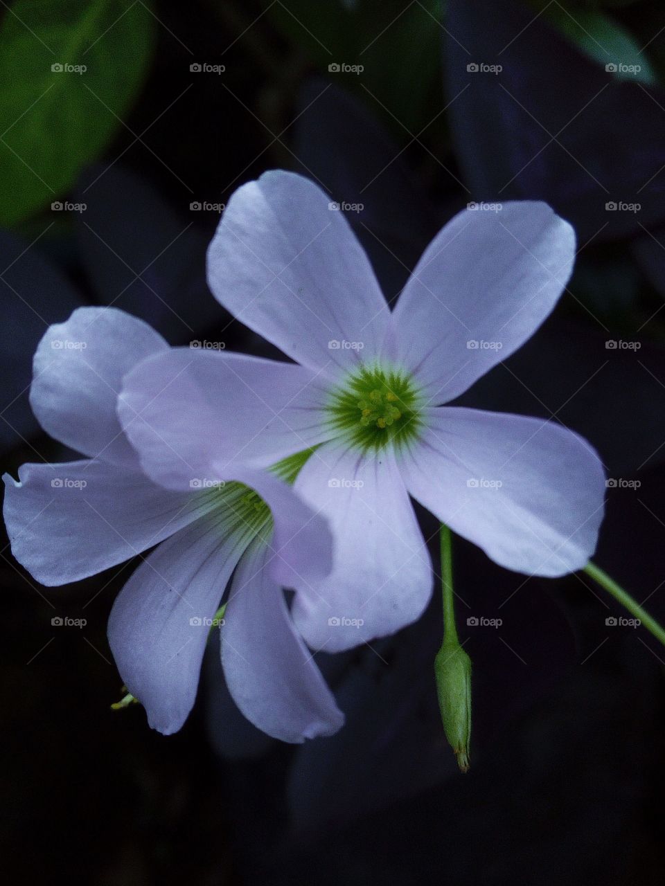 Beautiful Flowers close-up