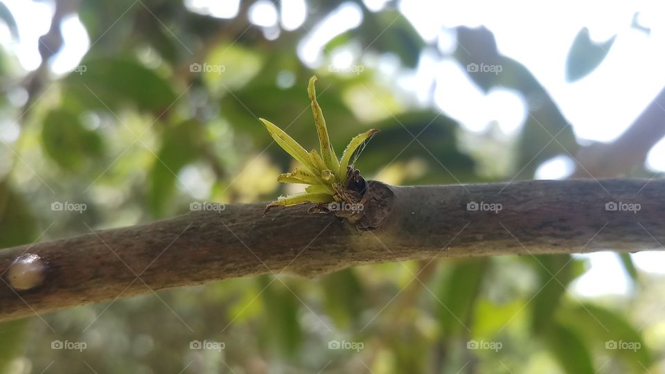 New leaves of tree in Spring time.