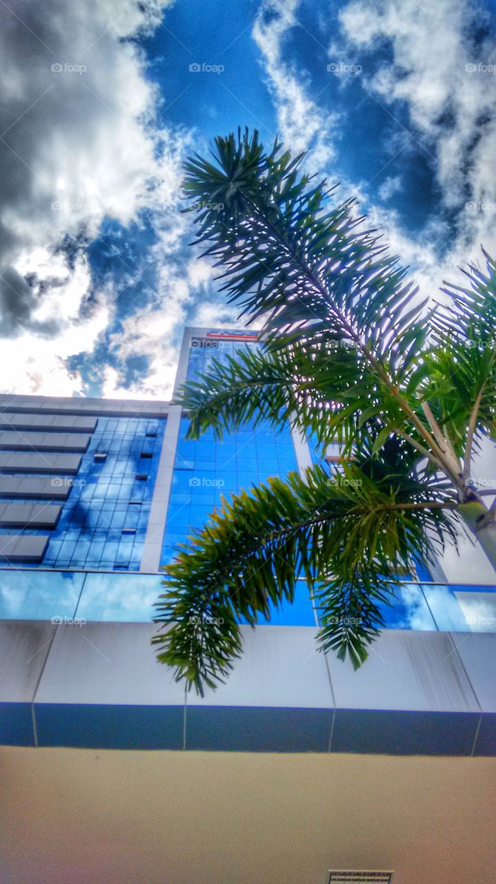 coqueiro prédio arquitetura