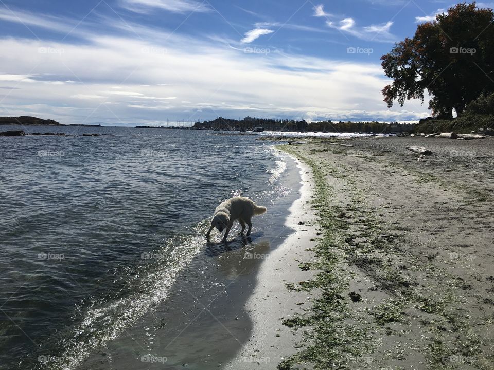 Dog by the water