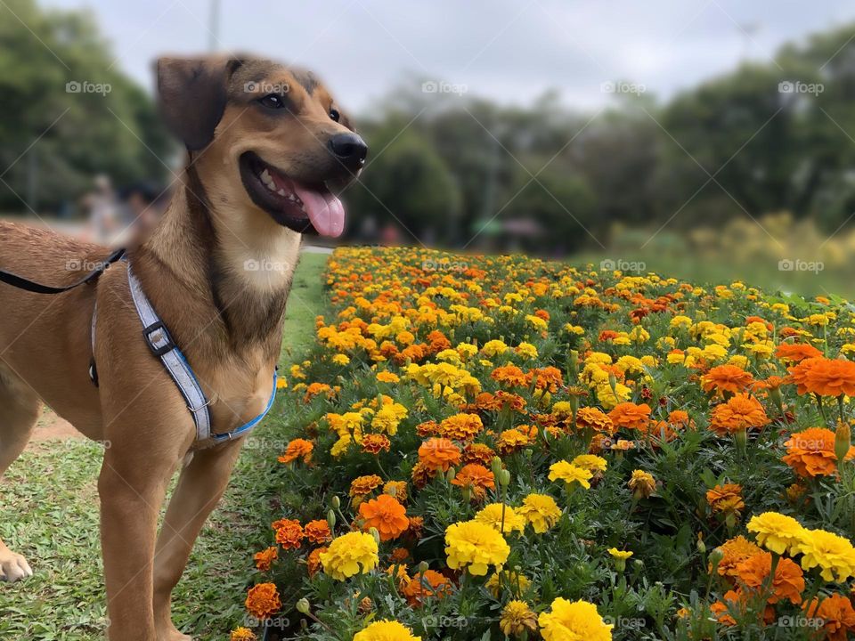 Cute Dog in the park