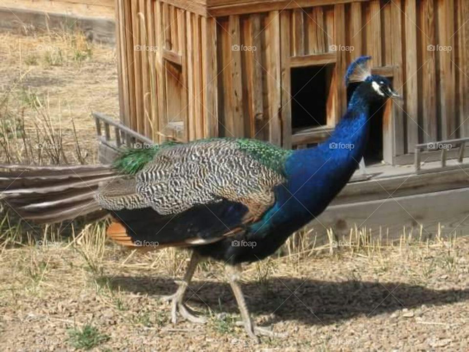 Strutting peacock by miniature city.