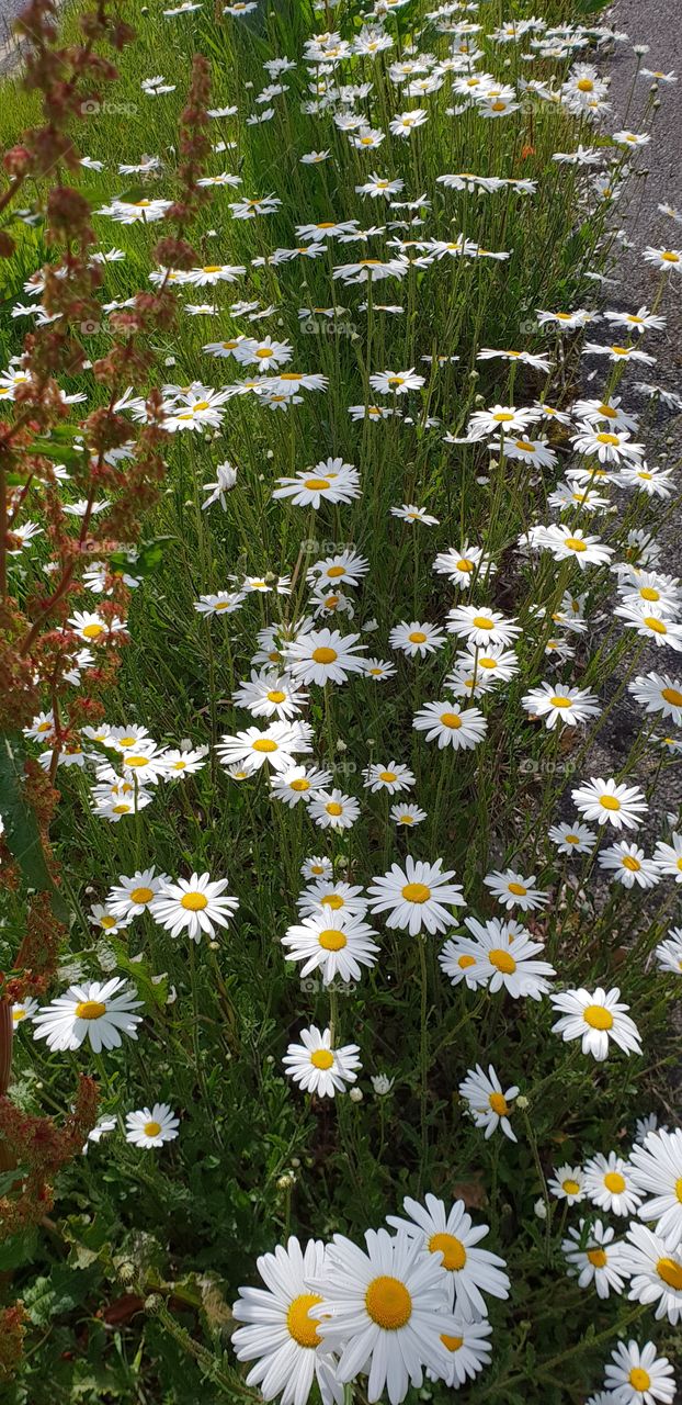 Beautiful flowers