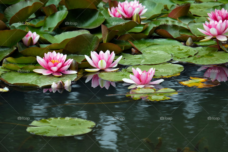 Alluring lotus pond