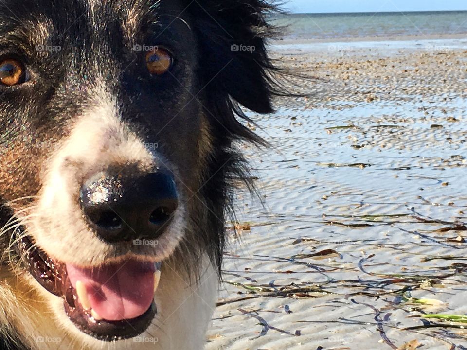 Dog smiling on beach, border collie sheepdog at low tide on south Australia beach