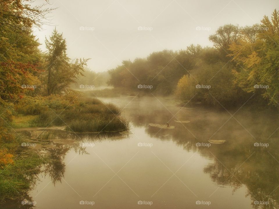 Misty forest stream