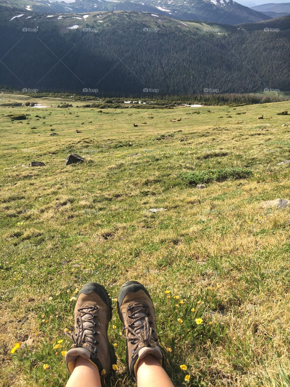 Hiking feet looking over a valley of grass and moose and a forest of pine, Rocky Mountain national park