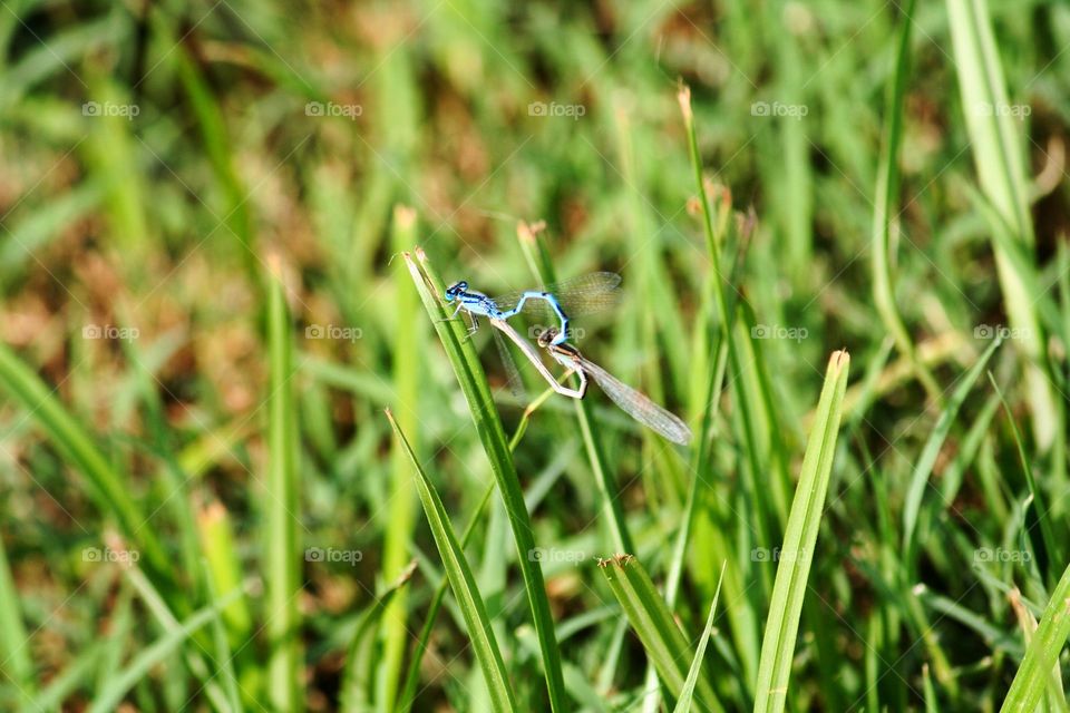 Two insects on grass